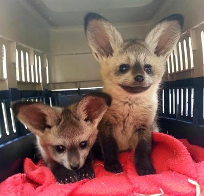 Baby foxes are all ears